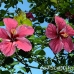 hibiscus_walindi_kb_h_0286_png0438.jpg